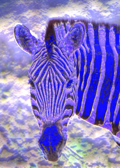 zebra3.jpeg